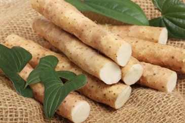 Dược liệu hoài sơn và một số bài thuốc gia truyền